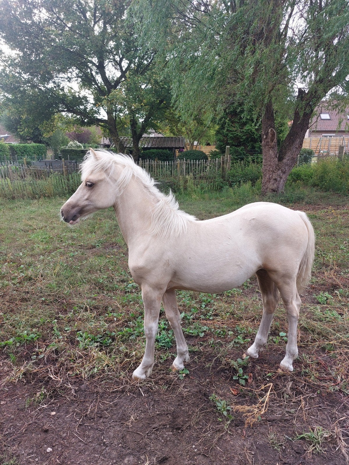 Jaarling Welsh Cob merrie, Animaux & Accessoires, Poneys, Jument, Poney D (1.37 m à 1.48m), Avec pedigree, 0 à 2 ans