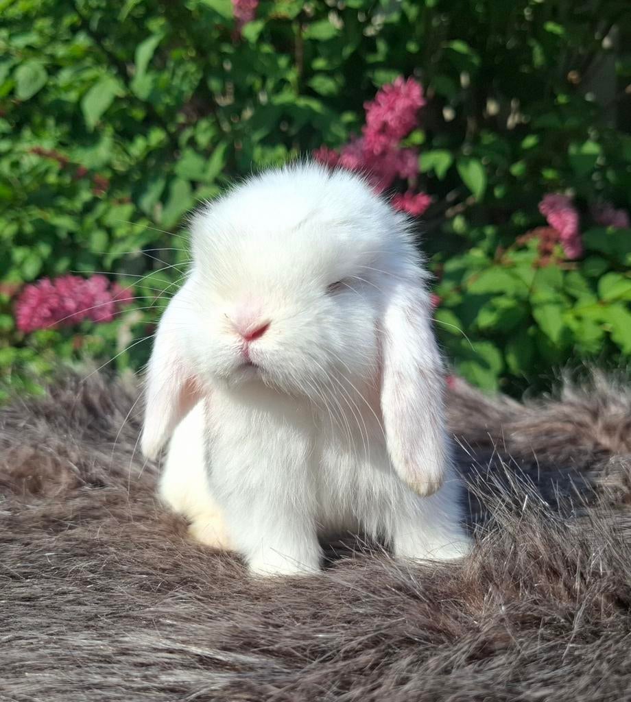 Raszuivere minilop voedster, Dieren en Toebehoren, Konijnen