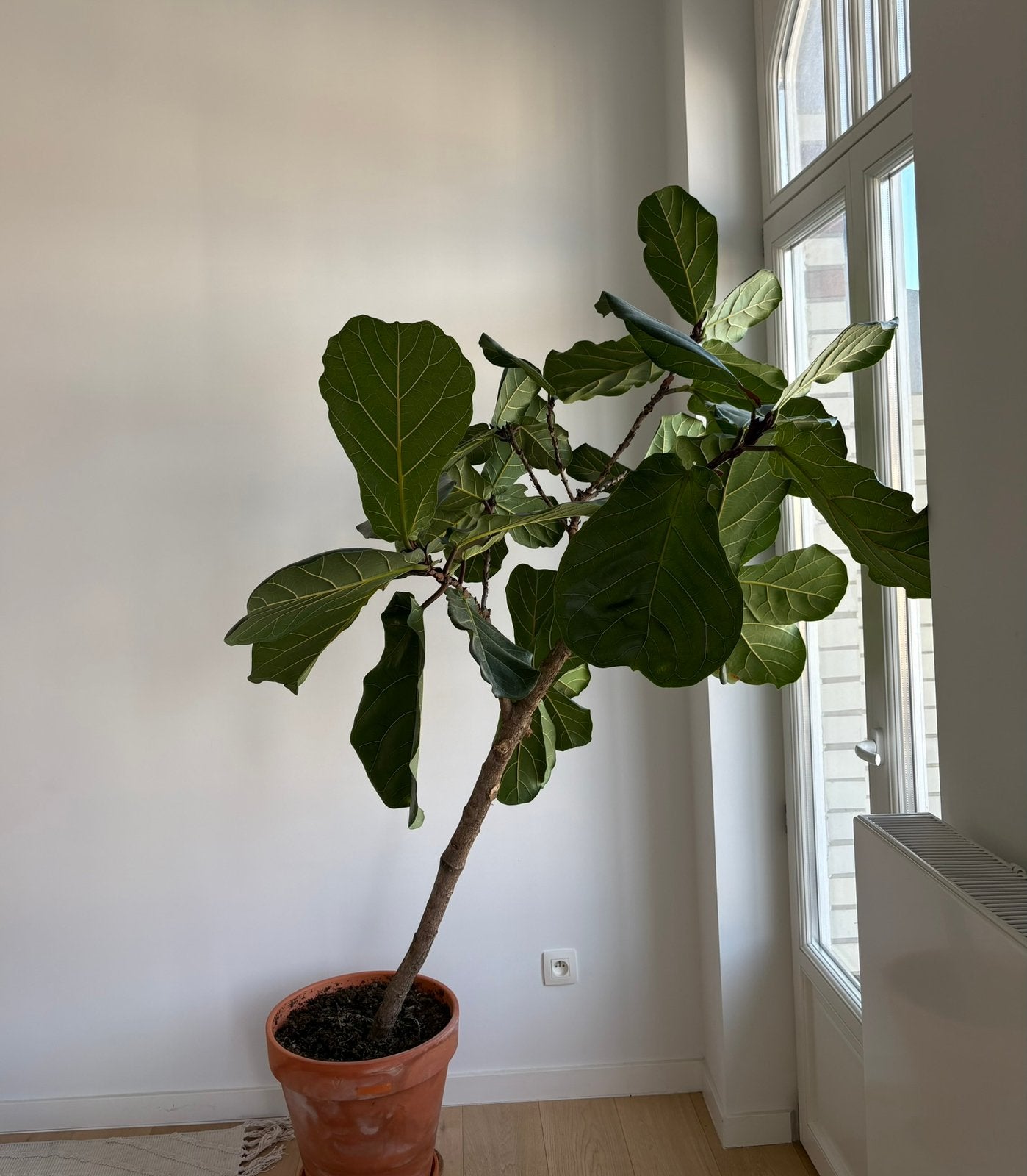 Large Fiddle Leaf Fig Tree (Ficus lyrata) on Stem – 190 cm, Huis en Inrichting, Kamerplanten, Ficus, Ophalen
