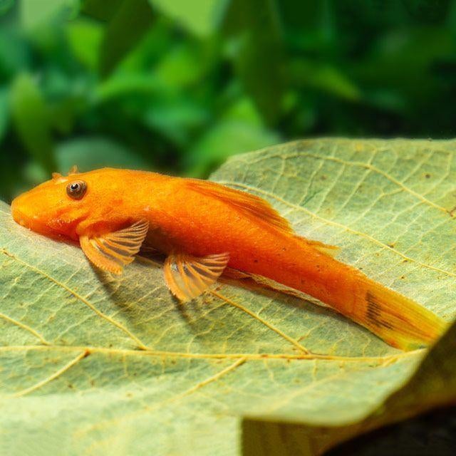 jonge oranje-rode ancistrus ruitenkuisers, Dieren en Toebehoren, Vis, Zoetwatervis
