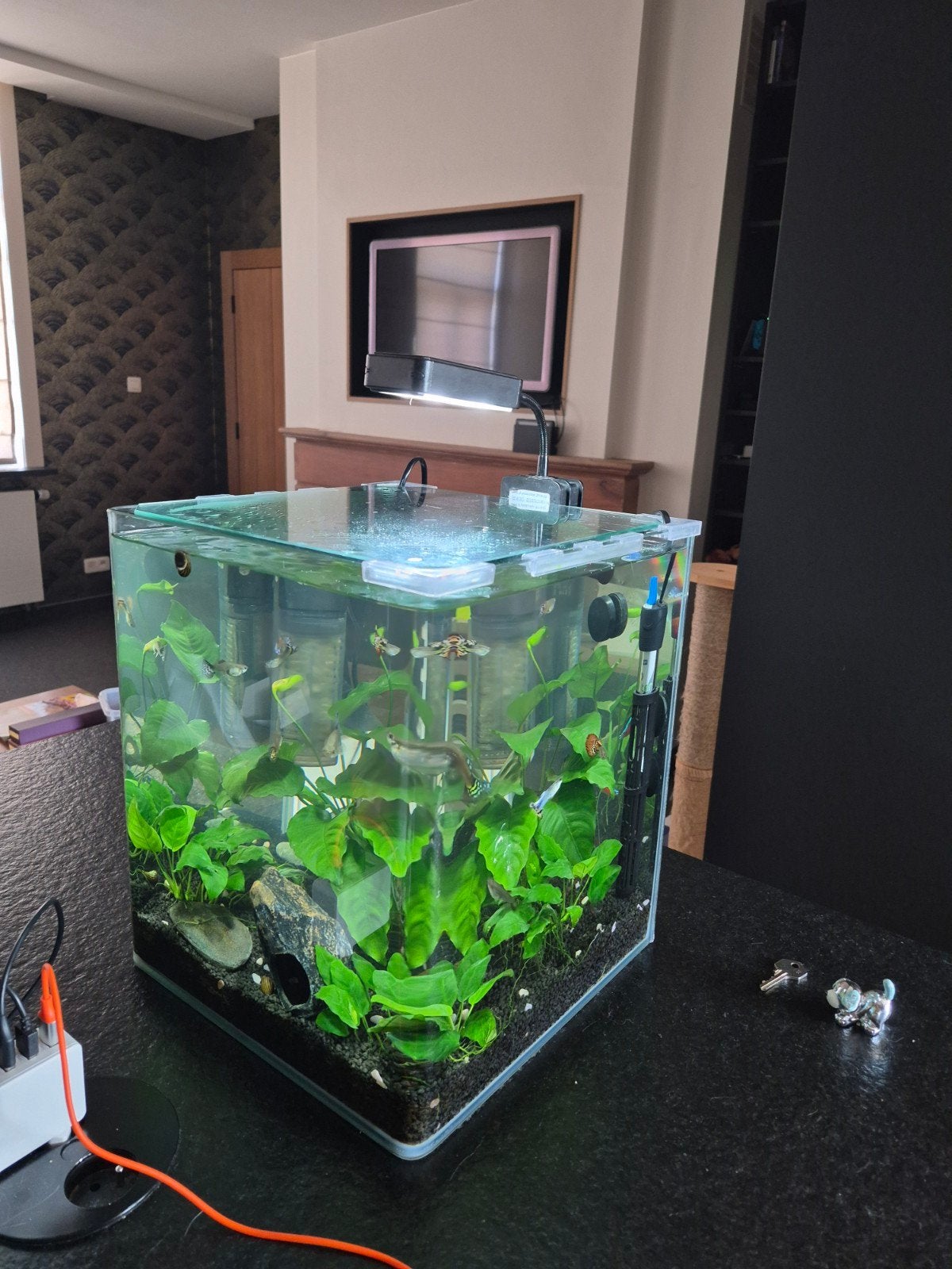 Aquarium 40x40x40 incl. vissen en toebehoren, Animaux & Accessoires, Poissons | Aquariums & Accessoires, Comme neuf, Aquarium d'eau douce rempli
