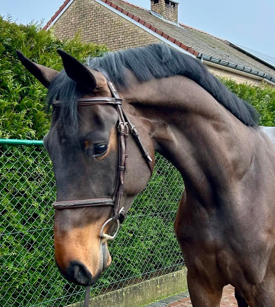 Gezocht springpaarden!!, Dieren en Toebehoren, Paarden