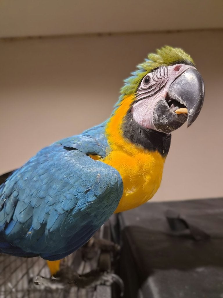 Superleuke handtamme ara's, Meerdere dieren, Papegaai, Pratend