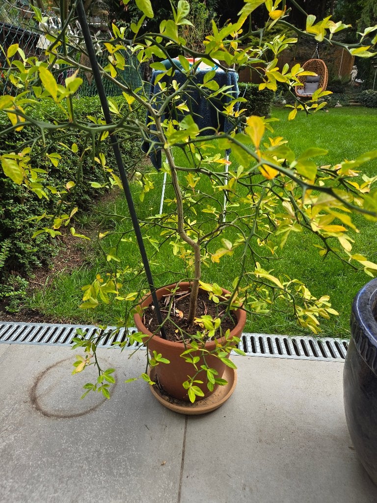PLANTE STYLE AGRUME CITRON, Enlèvement, Autres espèces, Arbuste, 100 à 250 cm