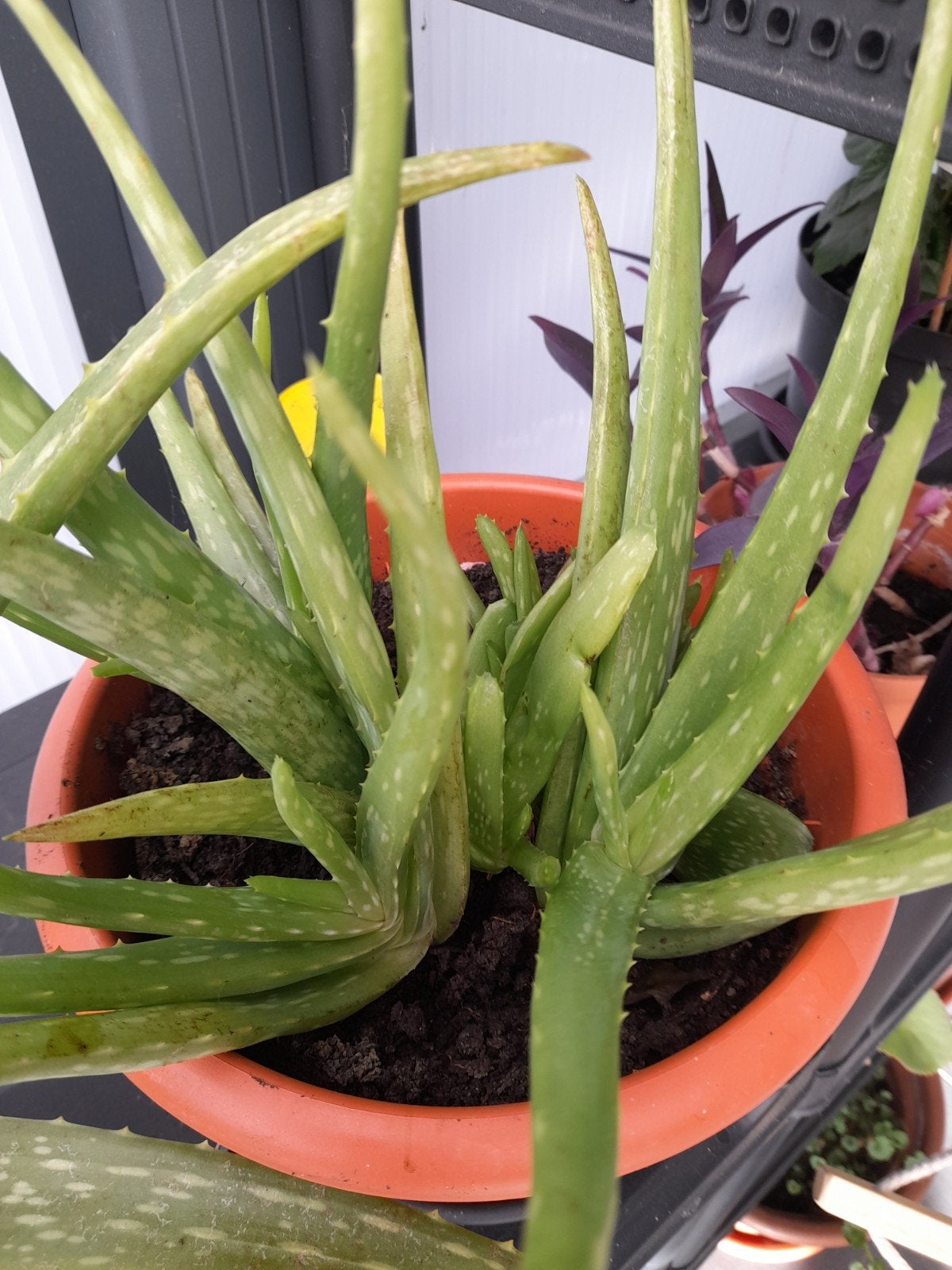 aloe vera, Jardin & Terrasse, Enlèvement