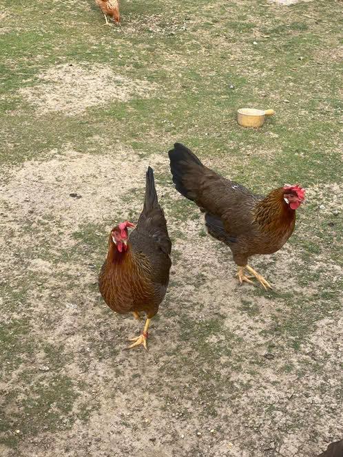 GOUDPATRIJS, ZILVERPATRIJS LEGHORN, Plusieurs animaux, Poule ou poulet