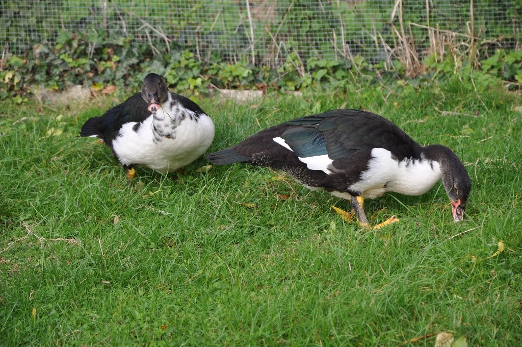 barberies, Dieren en Toebehoren