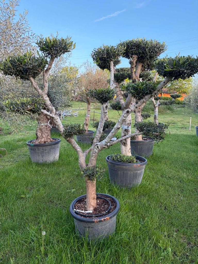‼️prachtige olijfbomen olea europaea plato, Tuin en Terras, Ophalen