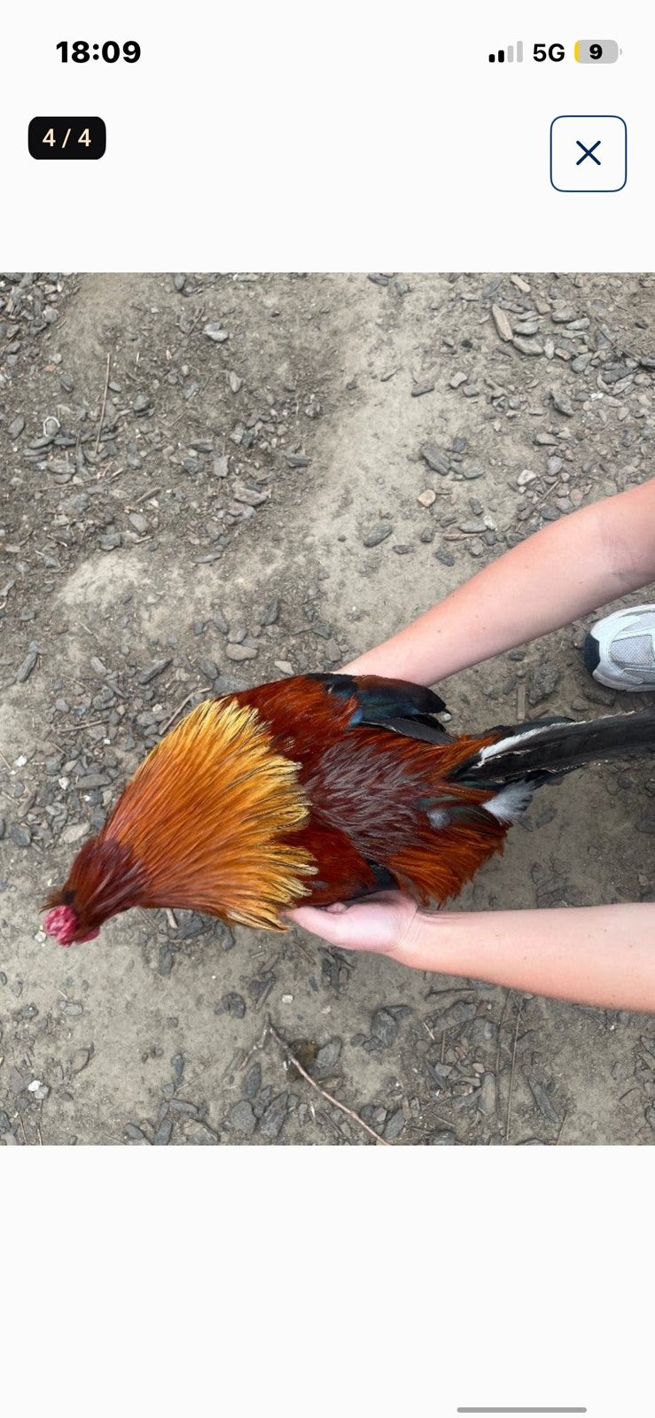 Sierhaan, Dieren en Toebehoren, Mannelijk, Kip
