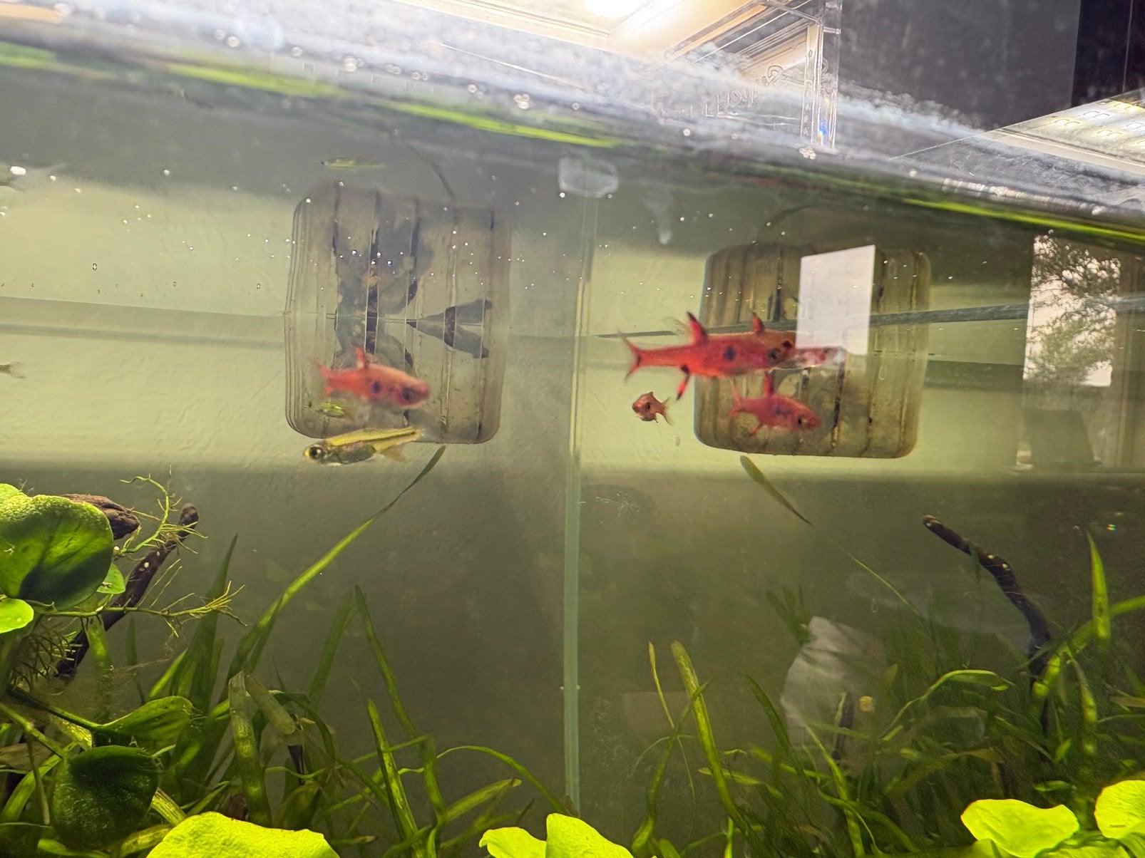 5 nano-vissen, Poisson, Poisson d'eau douce, Banc de poissons