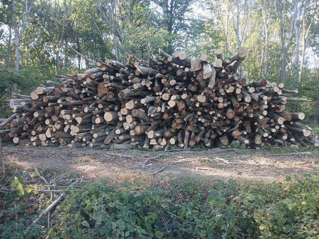 Branhout  op stam- Amerikaanse eik, 6 m³ ou plus, Envoi, Chêne, Troncs d'arbres