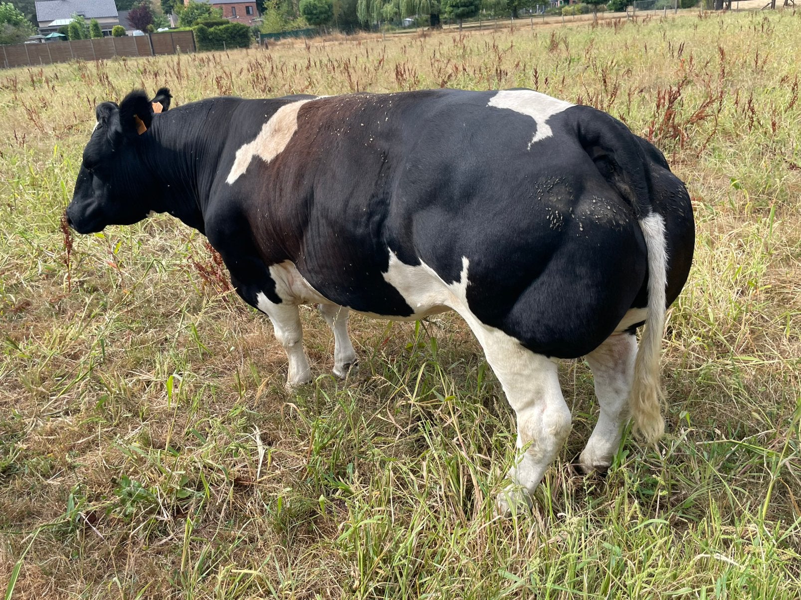 Vette koe en stierbare vaars, Dieren en Toebehoren, Runderen, Vrouwelijk