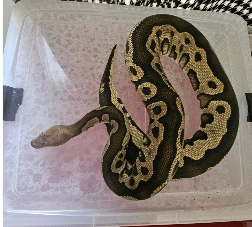 Femelles python reguis, Animaux & Accessoires, Reptiles & Amphibiens, Serpent, 3 à 6 ans