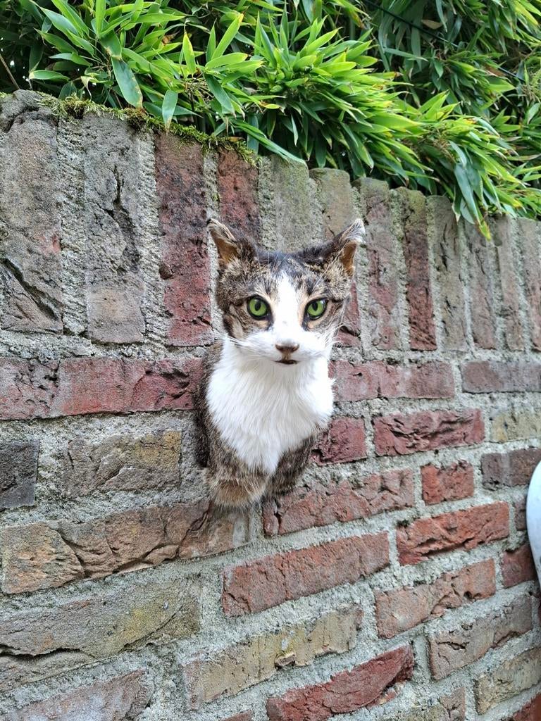 Tête en peluche : chat, taxidermie, chat, chat, crâne, curio, Enlèvement, Chien ou Chat, Bois ou Tête