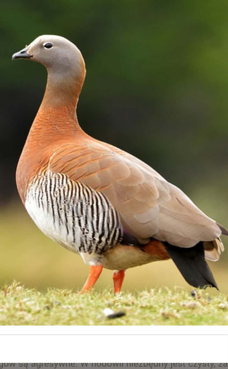 Gevraagd sierganzen 2026, Dieren en Toebehoren, Pluimvee