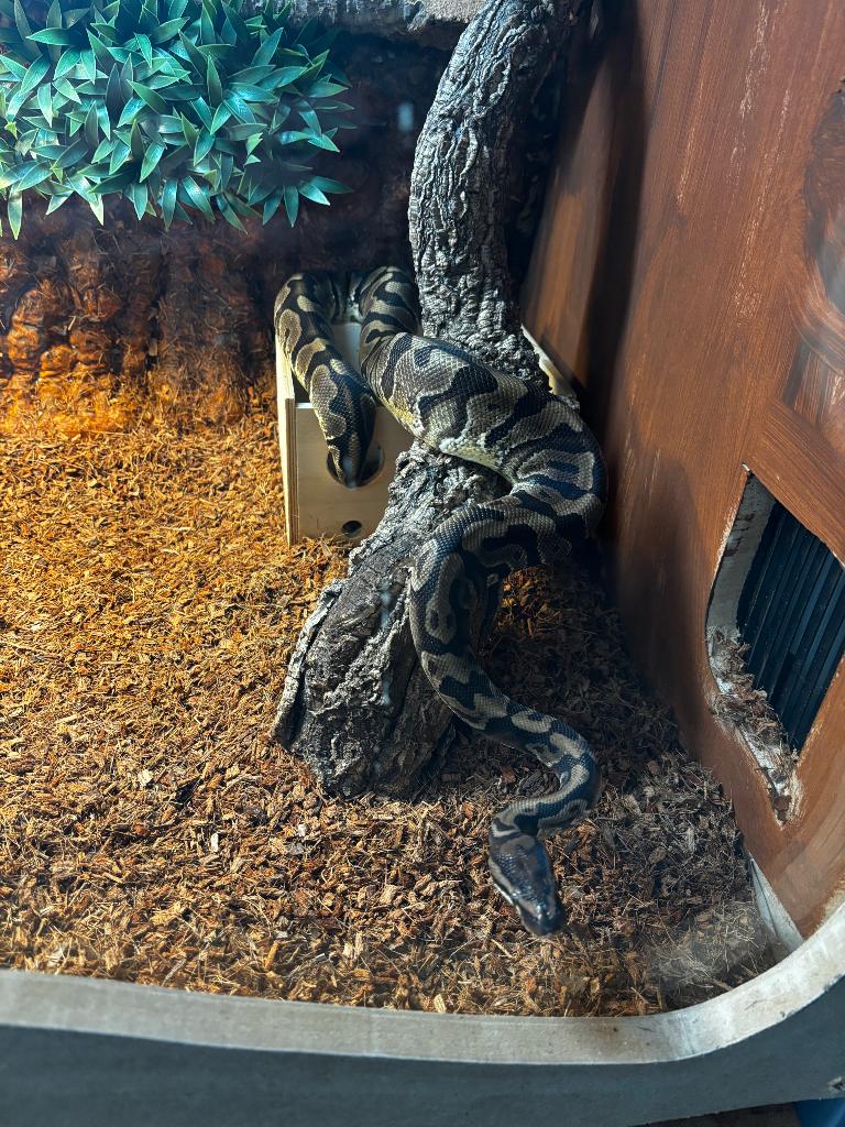 Terrarium met konings python, Slang, Met terrarium, 0 tot 2 jaar