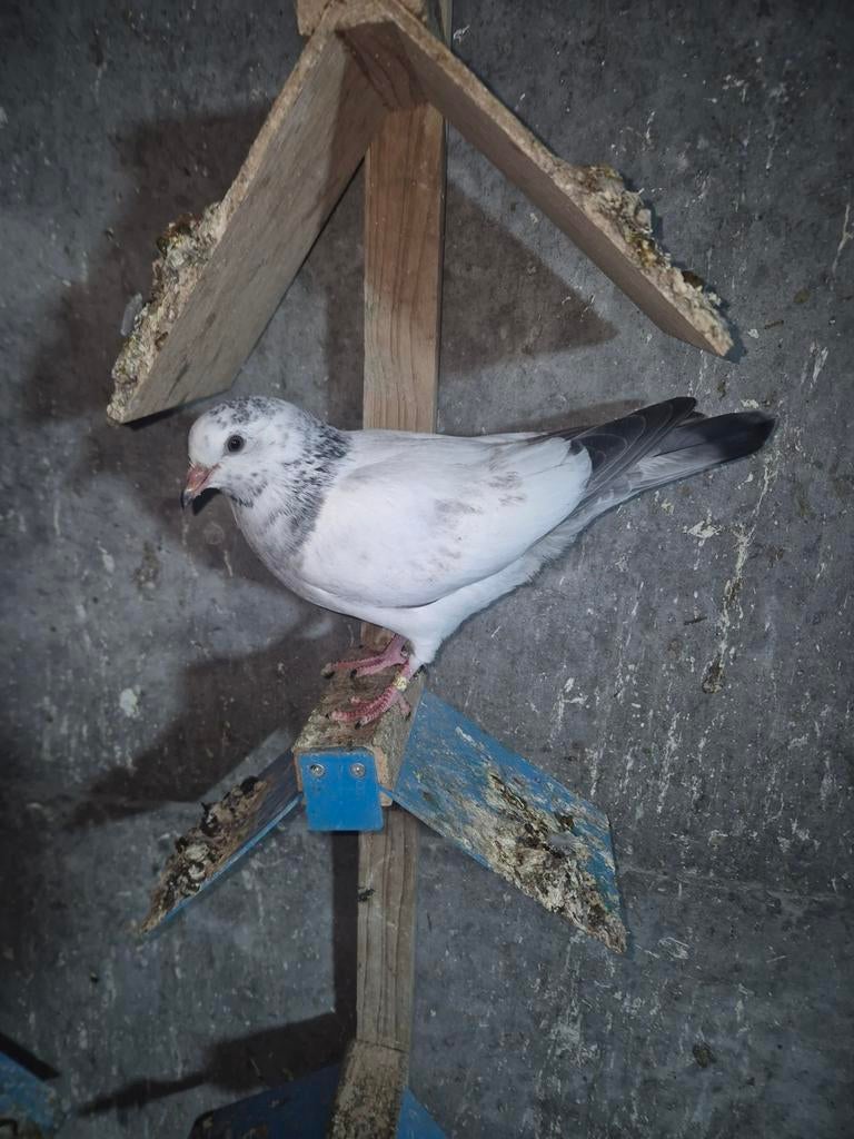 20€ stuk. Pakistan hoogvlieger Jonge duiven, Dieren en Toebehoren, Vogels | Duiven