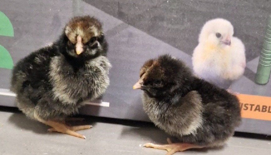 Wyandotte Groothoenders Kuikens