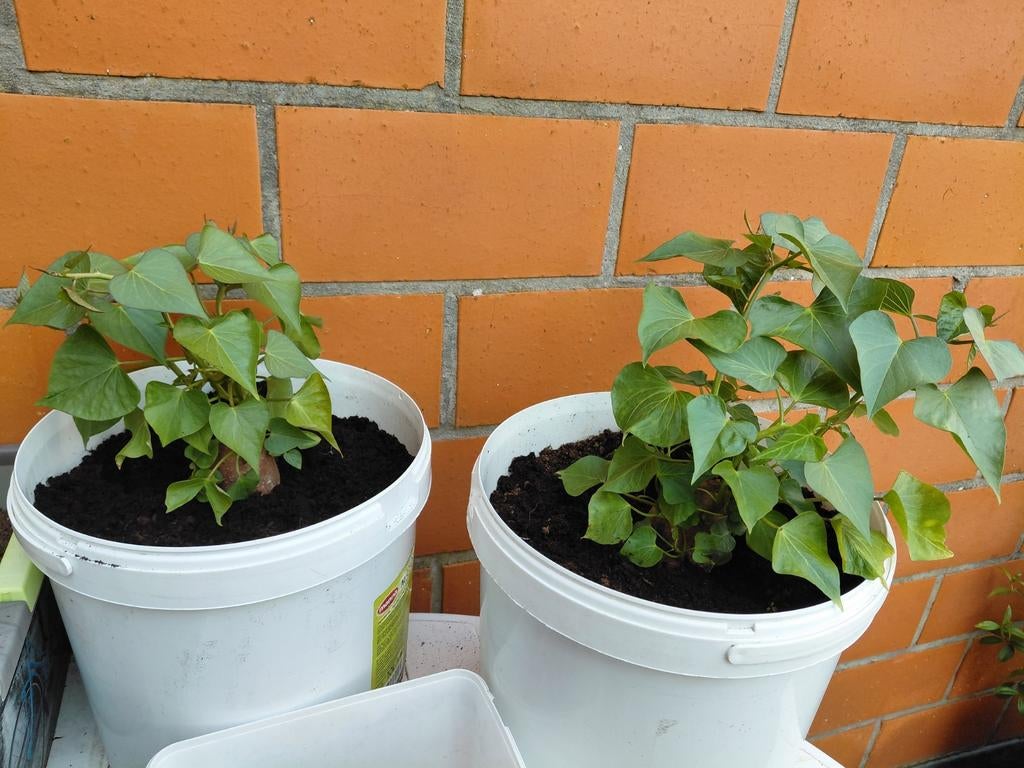 Plants de patates douces, Jardin & Terrasse, Plantes | Jardin, Enlèvement, Été, Plantes potagères