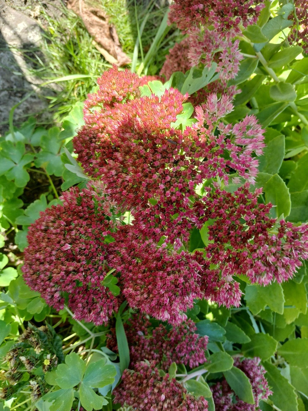 sedum, Tuin en Terras, Ophalen