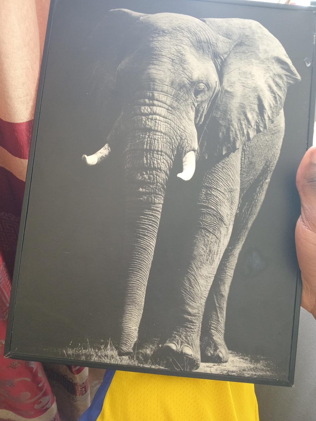 Cadre d'elephant, Bois, Enlèvement ou Envoi, Autres techniques, Sur cadre en bois