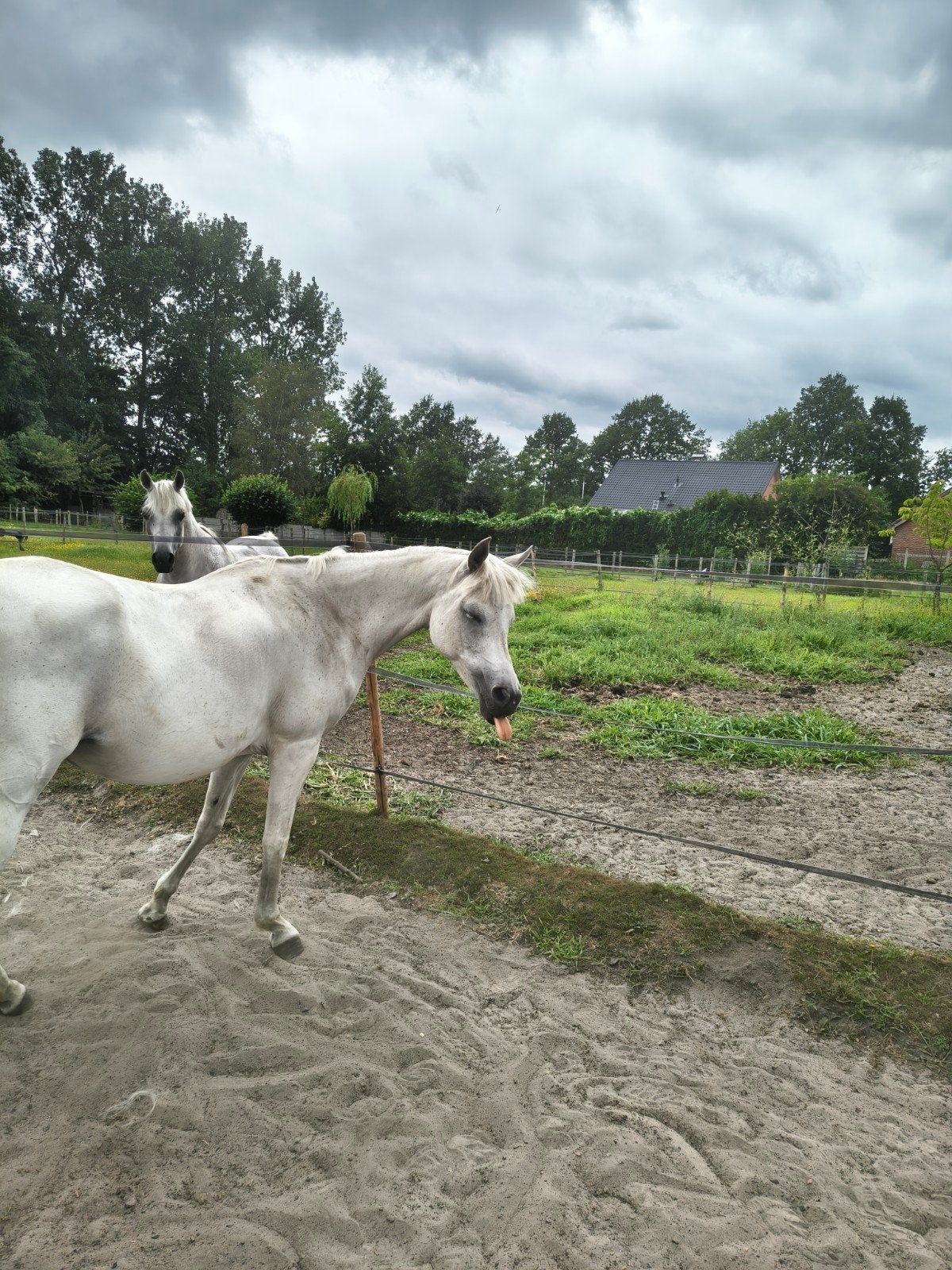 arabische volbloed merrie te koop, Jument, Moins de 160 cm, Avec pedigree, 11 ans ou plus