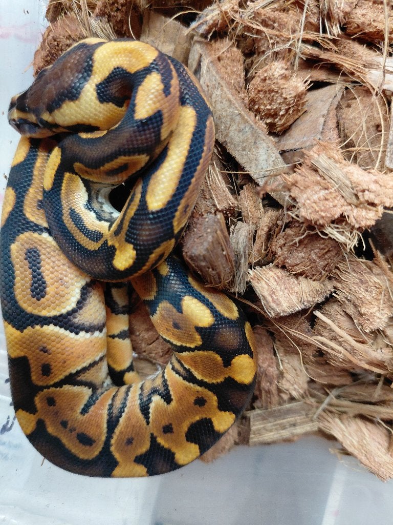 enchi black pastel Ball Python photo 2