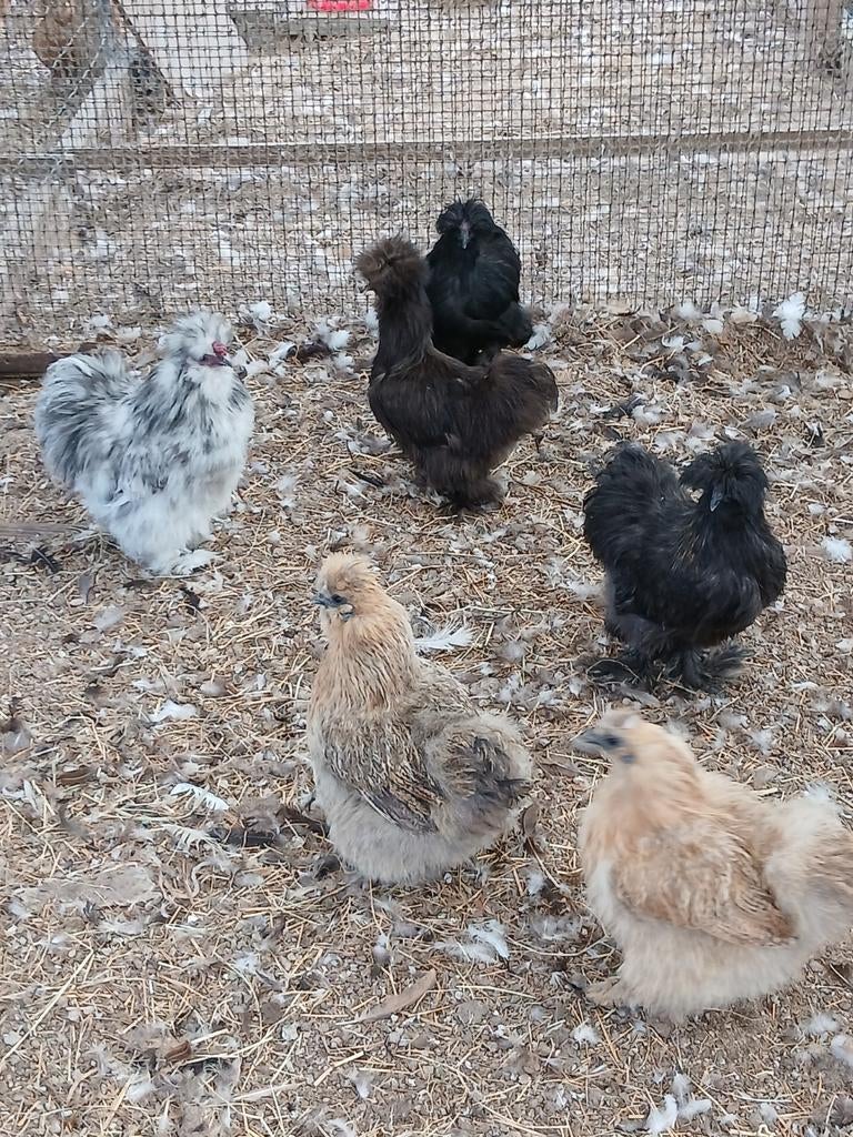 zijdehoenen,  verschillende kleuren en leeftijden, Dieren en Toebehoren, Pluimvee, Meerdere dieren, Kip
