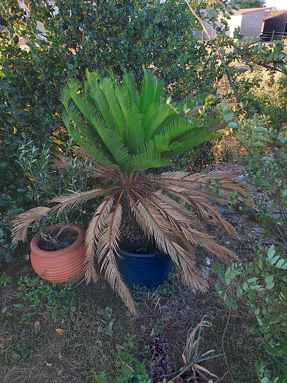 palmen, Ophalen