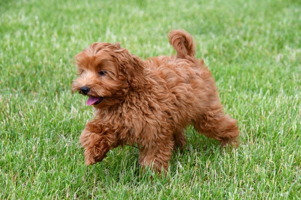 Chiots Maltipoo à vendre, 15 semaines à 1 an, Étranger, Hépatite contagieuse (maladie de Rubarth), Autres races