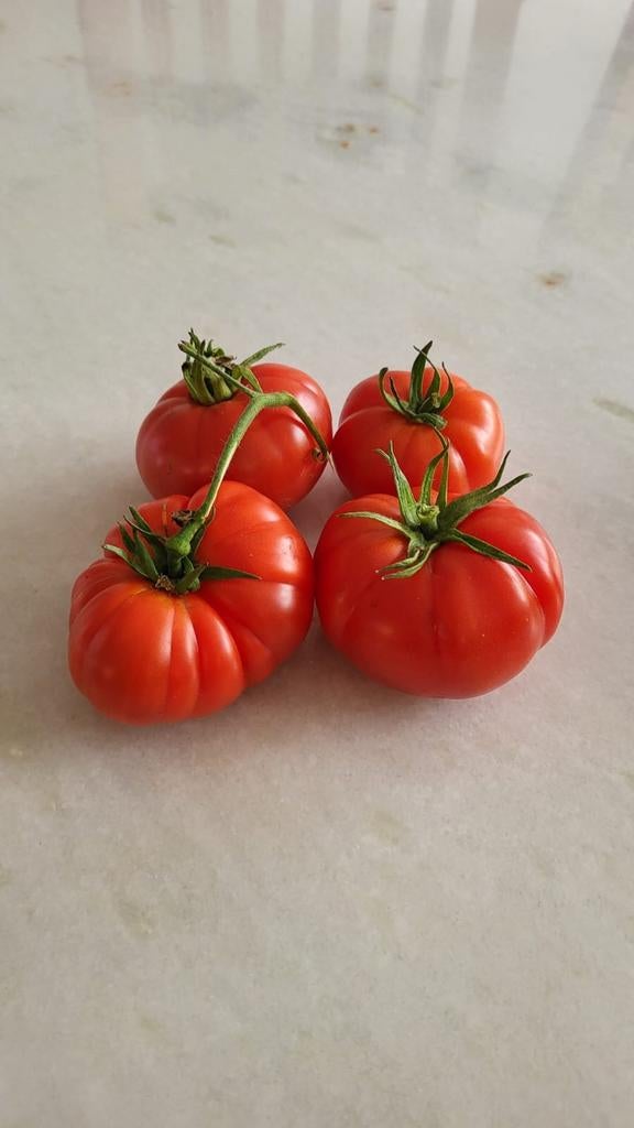 De nombreux types de graines de tomates BIO (10 pour 1 euro), Jardin & Terrasse, Enlèvement ou Envoi