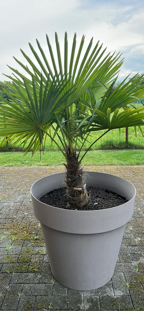 Palmboom in pot, Ophalen, In pot, Palmboom