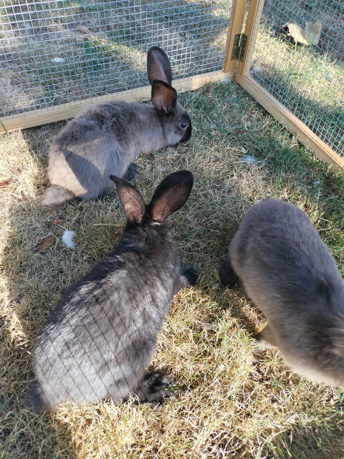 jonge konijnen., Meerdere dieren, Groot, 0 tot 2 jaar