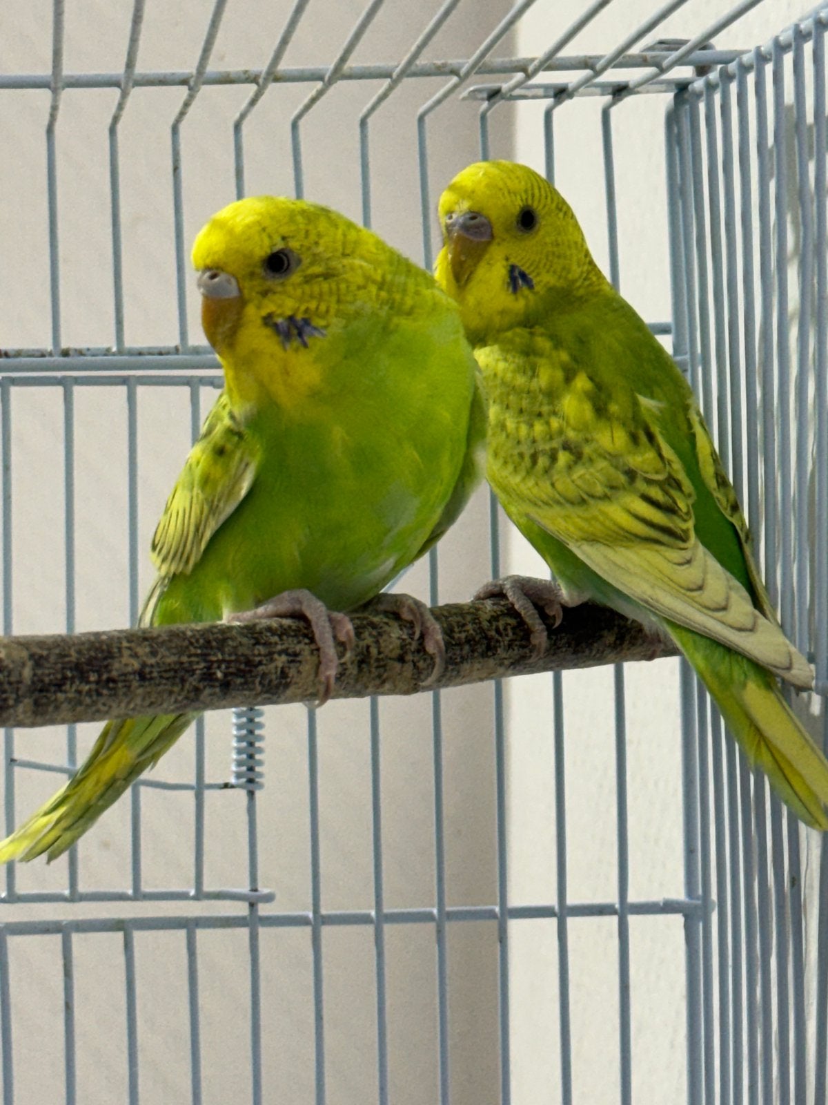 Couple Perruch