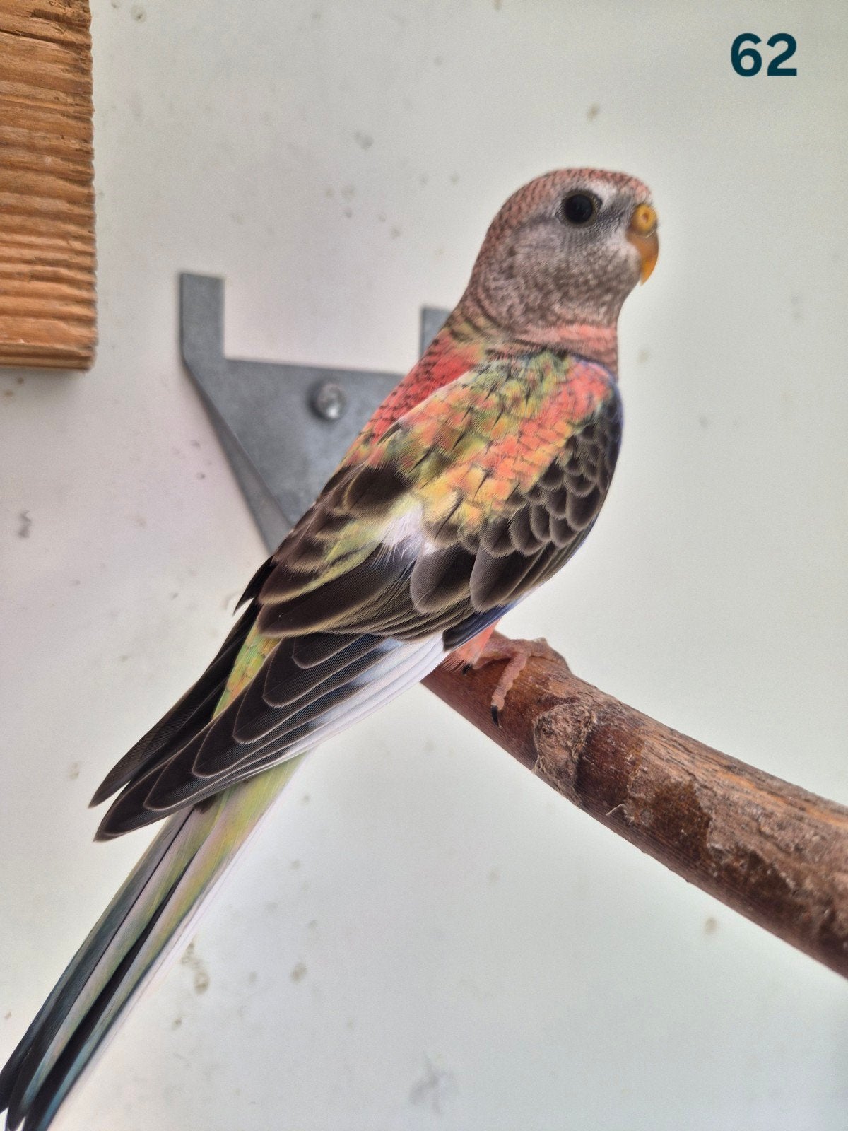 Bourke parkieten, Animaux & Accessoires, Oiseaux | Perruches & Perroquets