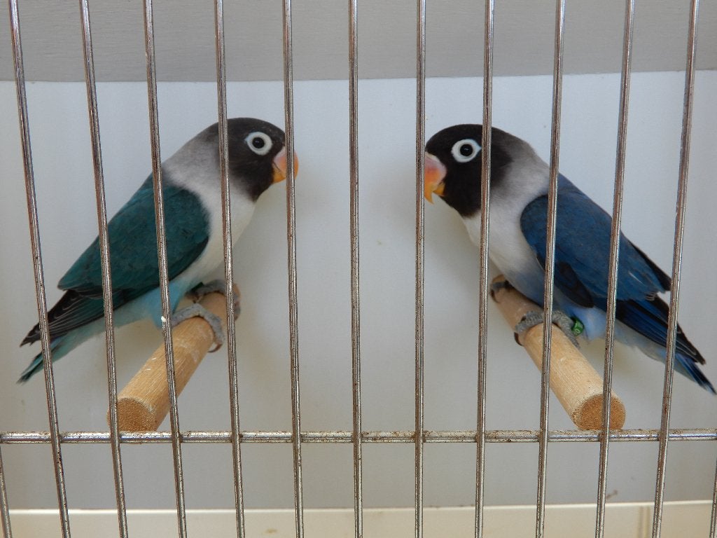Dwergpapegaaitjes (Agapornis Personata), Dieren en Toebehoren, Vogels | Parkieten en Papegaaien, Geringd