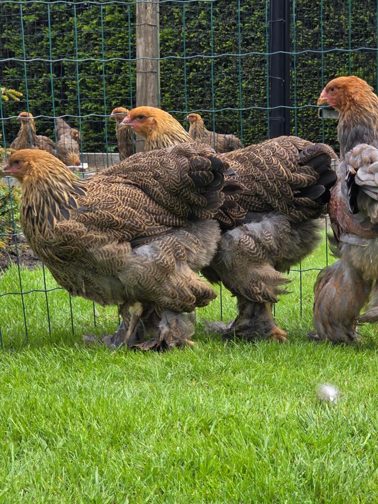 Trio brahma meerzomig blauwpatrijs