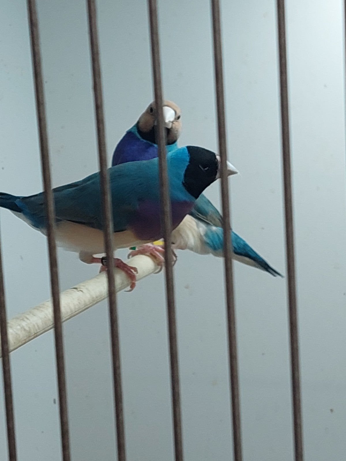 IK ZOEK 1 blauwe  kweek mannetje, gouldamadine, Animaux & Accessoires