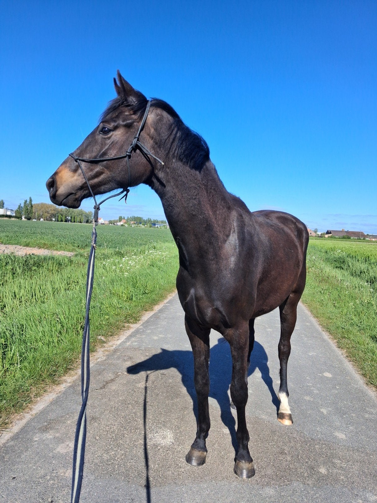 Verzorger/halve stal gezocht, Dieren en Toebehoren, Paarden, Merrie, Dressuurpaard, 3 tot 6 jaar, Onbeleerd