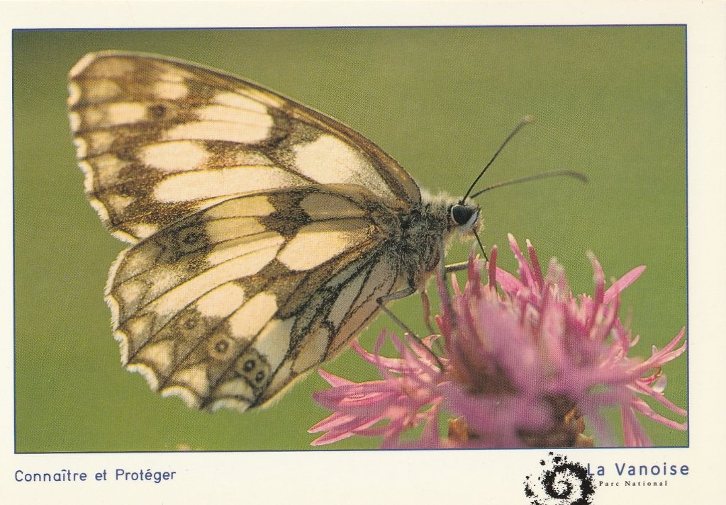 DAMBORDJE  ( Vlinder ), Verzamelen, Postkaarten | Dieren, Verzenden, Ongelopen, Overige soorten