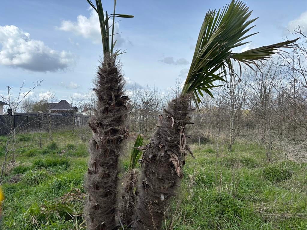 Drie stammige palmboom, Tuin en Terras, Ophalen