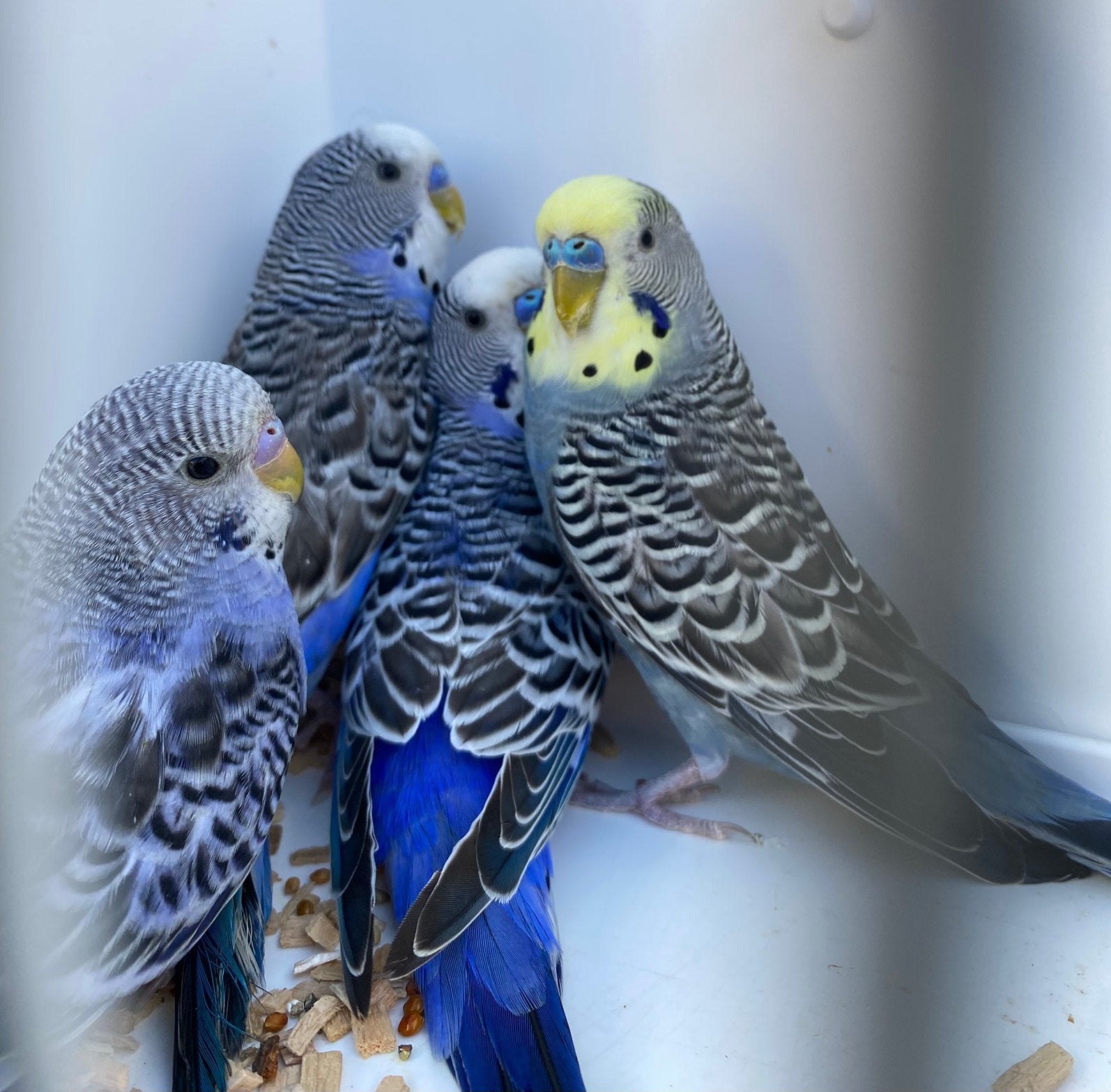 5 couples Perruches