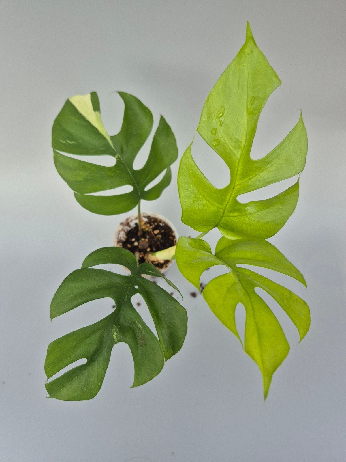 Monstera minima albo variegata, Enlèvement ou Envoi