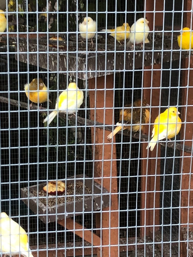 Canaries, Plusieurs animaux, Canari de couleur