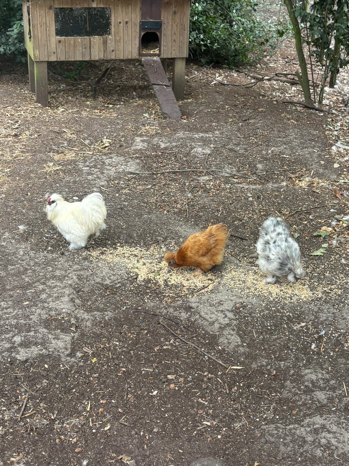 Broedeieren zijdehoen, Poule ou poulet