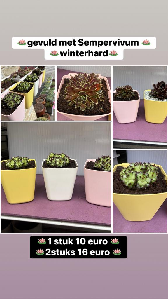 Hangpotjes met Sempervivum, Ophalen