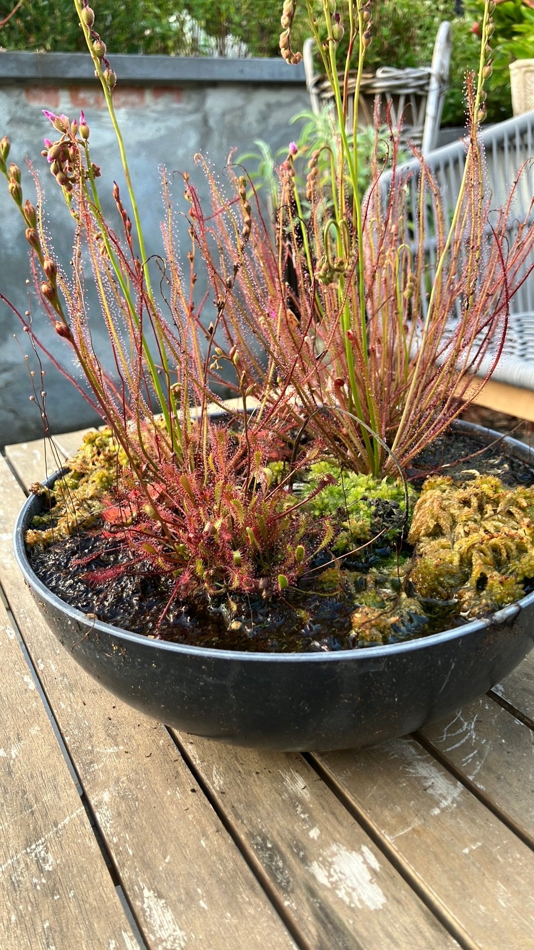 Vleesetende plantjes, Tuin en Terras, Planten | Tuinplanten, Ophalen, Vaste plant