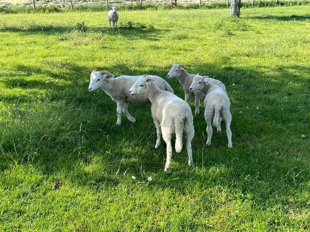 schaap wilthshire horn, Dieren en Toebehoren, Overige Dieren, Mannelijk, Februari