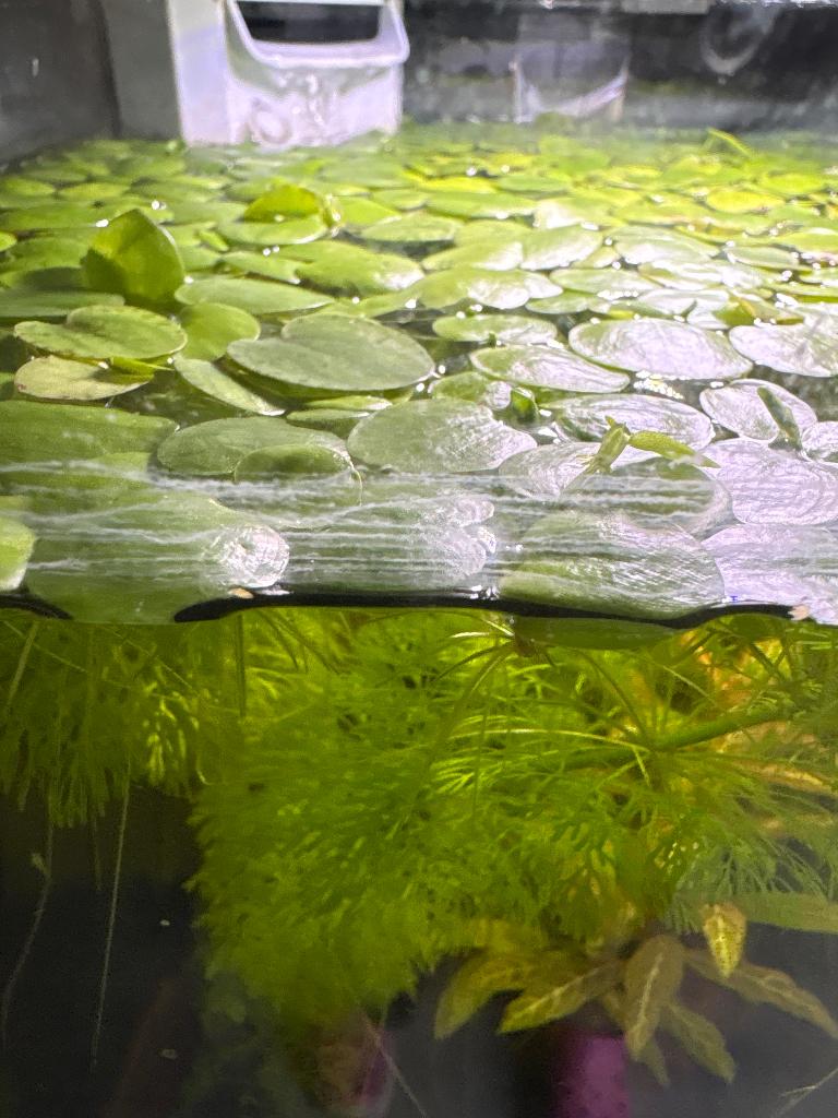 Limnobium Laevigatum, Amazone kikkerbeet, Dieren en Toebehoren, Ophalen, Zo goed als nieuw, Plant(en), Steen of Hout