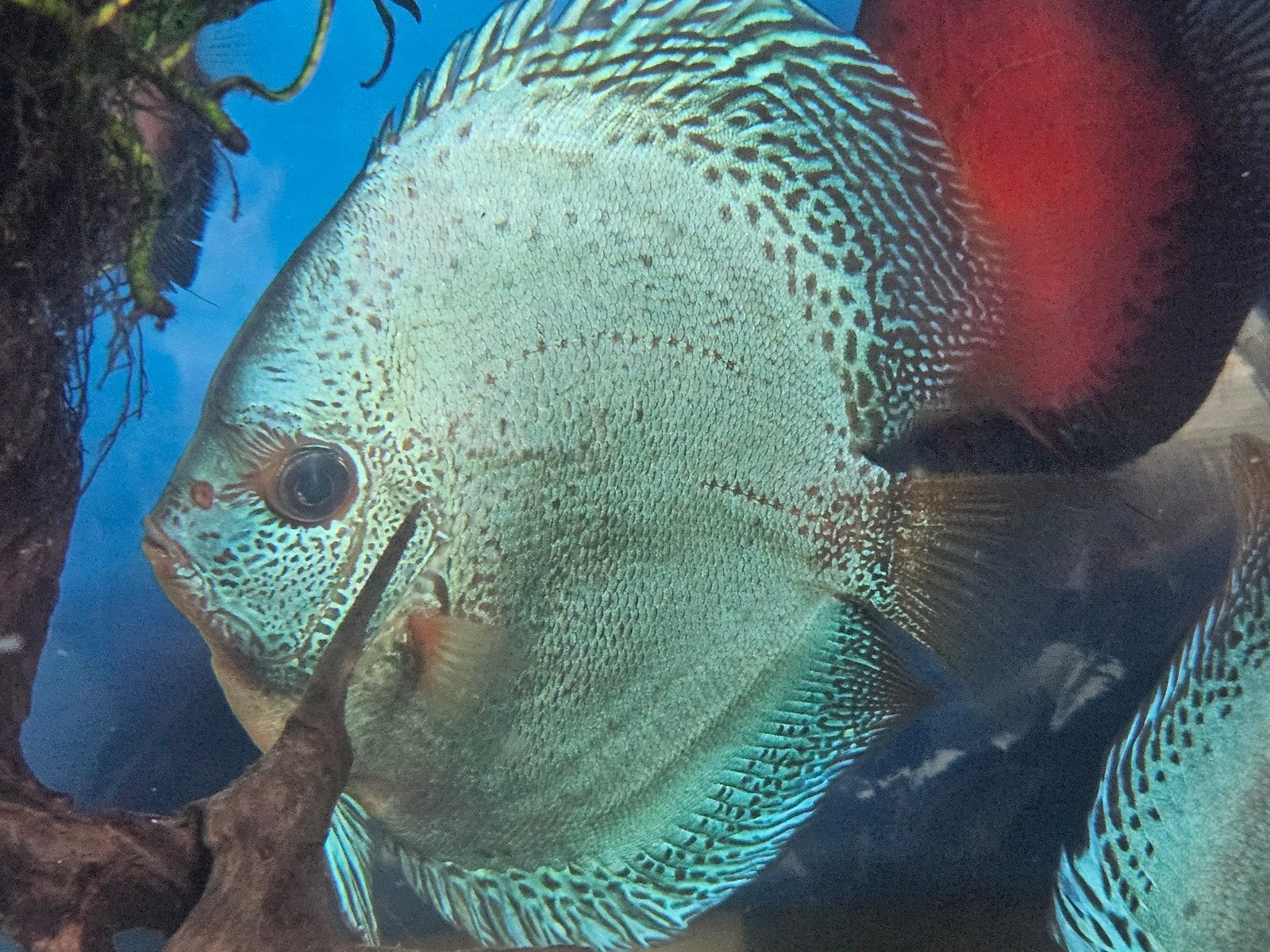 Discussen lnummers en bijvissen te koop, Dieren en Toebehoren, Vissen | Aquariumvissen